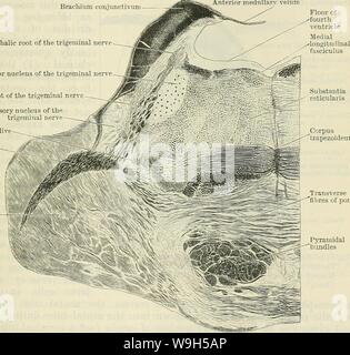 Archiv Bild ab Seite 634 von Cunningham's Lehrbuch der Anatomie (1914) Stockfoto