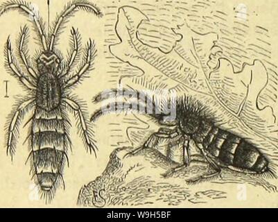 Archiv Bild von Seite 637 Kämpfen, Tausendfüssler und Spinnen sterben. Sterben Kämpfen, Tausendfüssler und Spinnen CUbiodiversity Jahr: 1877 1123035 (570® C# e Dvbnuiig: Äaufcrfe; ftdjjc & nte gamilic: gcbcrlinge. faum über Ben eftieibunft Ju erwärmen bermag, ba ba § fcJüarje lebt, bnrdjaui rjaarige £ l) ierd) cn, mcldjeS ju jren feines Erften (SntberferS SDefov wiffenfdjaftlidieu feinen Wanten Referenzen tjat. f3ox ungefähr fütifunbbreifjig Sofien Warb e § bin SDtonte SRofa, balb Barauf und) in beut Unter Slargletfdjcr unb in Ben beiben rinbelwalbgletfcljern gefunben. Sie gfttljlcr finb bierglicbcri Stockfoto