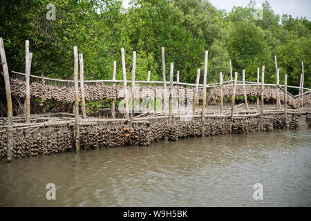 Oyster Farm in den Mangrovenwald Bereich Chanthaburi, Thailand. Eine der besten Touristenattraktion in Thailand. Stockfoto