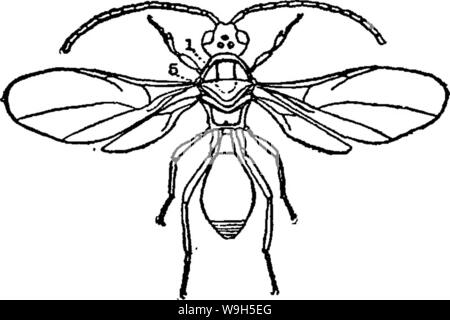 Archiv Bild ab Seite 649 ein Handbuch für die Studie Stockfoto