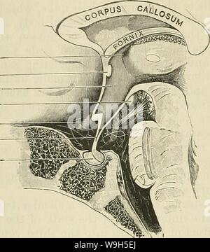 Archiv Bild ab Seite 649 von Cunningham's Lehrbuch der Anatomie (1914) Stockfoto