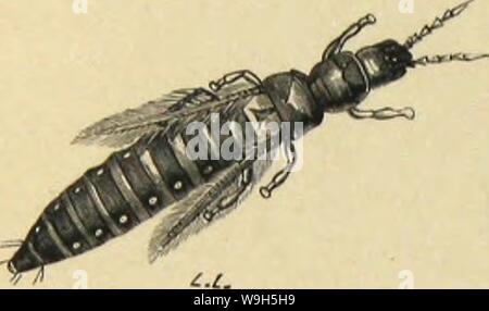 Archiv Bild von Seite 649 des moeurs et Métamorphoses Instinkte des. MeÌtamorphoses mÅurs et Instinkte des Insectes (Insectes, myriapodes, arachnides, 1118075 CUbiodiversity crustaceÌs) Jahr: 1868 (586 LES MÃTAMORPHOSES DES INSECTES. latÃraux et ordinairement Trois ocelles sur le front. Les pattes des ThysanoptÃ¨res sind encore trÃ¨s-caractÃristiques: les tarses, de deux ai' ticlcs, se terminent par une Sorte de vÃsicule propre à Contrac-ter adhÃrence sur les feuilles ou sur les pÃtales des Fleurs. Chez ces Insectes, le dÃveloppement est Analoge à Celui des OrthoptÃ¨res: Les Jeunes ont La Stockfoto