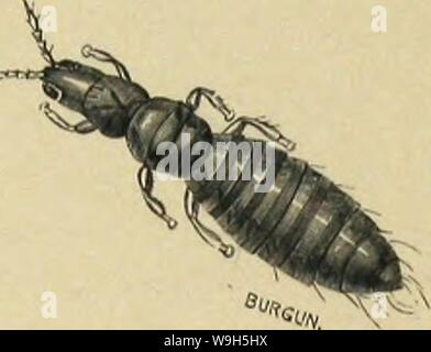 Archiv Bild von Seite 649 des moeurs et Métamorphoses Instinkte des. MeÌtamorphoses mÅurs et Instinkte des Insectes (Insectes, myriapodes, arachnides, 1118075 CUbiodiversity crustaceÌs) Jahr: 1868 (MÃTAMORPHOSES DU TIIHIPS DES CÃBÃALES {Tlirips Cerealium). ils mancpient d'ailes, et leur Corps est pÃ¢le jaune ou rougeÃ¢tre; Après-ski-Mues quelques, se montrent des Rudiments d'ailes, ce sind les Nymphes, nymphes Wirkstoffe; Après-ski-un-Letzte Änderung de peau, ce sind Erwachsene. Les ThysanoptÃ¨res courent Vite, ils volent prestement; avec leurs Petites mandihulcs ils rongent Les feuilles À Stockfoto