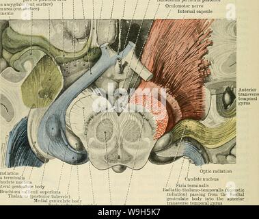 Archiv Bild ab Seite 657 von Cunninghams Lehrbuch der Anatomie (1914) Stockfoto