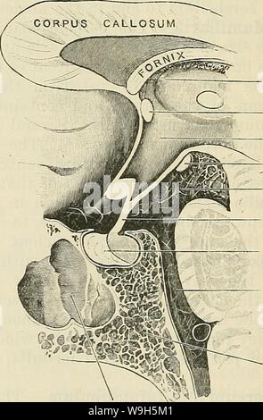 Archiv Bild ab Seite 649 von Cunningham's Lehrbuch der Anatomie (1914) Stockfoto