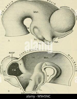 Archiv Bild ab Seite 654 von Cunningham's Lehrbuch der Anatomie (1914) Stockfoto