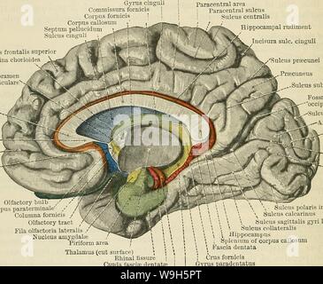 Archiv Bild ab Seite 663 von Cunningham's Lehrbuch der Anatomie (1914) Stockfoto