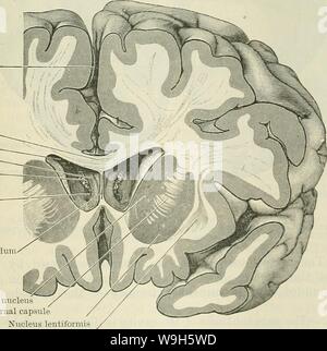 Archiv Bild ab Seite 666 von Cunningham's Lehrbuch der Anatomie (1914). Cunninghams Lehrbuch der Anatomie cunninghamstextb 00 cunn Jahr: 1914 (Längs riss Corpus callosum lateralen Ventrikel Spalte von fornix Chorioid plexus Foramen inter-ventrieulare Septum pellucidum caudate Kern inneren Kapsel Nucleus lentiformis Claustrum Abb. 562.-frontalen Abschnitt durch die Cerebbal Hemisphären, die durch die vorderen Hörner des lateralen Ventrikel, durch die der zentrale Teil der Ventrikel, die Spalten der fornix, und die Scheidewand steingrab gesehen werden kann. ticulu Stockfoto