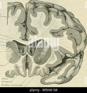 Archiv Bild ab Seite 672 von Cunningham's Lehrbuch der Anatomie (1914) Stockfoto