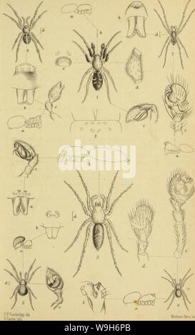 Archiv Bild ab Seite 702 Der Spinnen von Dorset, mit. Die Spinnen von Dorset, mit einem Anhang mit kurzen Beschreibungen der Britischen Arten noch nicht in Dorsetshire gefunden. "Aus dem Verfahren der Dorset. Natural History und antiquarische Feld Club." CUbiodiversity Jahr: 1879 1117816 (PI. Kranke HfrntcruBrtss itn". Stockfoto