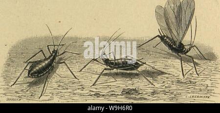 Archiv Bild von Seite 696 des moeurs et Métamorphoses Instinkte des. MeÌtamorphoses mÅurs et Instinkte des Insectes (Insectes, myriapodes, arachnides, 1118075 CUbiodiversity crustaceÌs) Jahr: 1868 (LES HIÃMIPTÃRES. 635 avaient Vu des rciiielles sÃparÃes absolument d'individus mÃ les qui mettaient au Monde des petits Vivants. De leur Beobachtung, ils avaient Feststellungen que ces Insectes Ãtaient Zwitter, OPI-nion abandonnÃe Après-ski les expÃriences de Charles Bonnet, nÃanmoins reprise depuis peu par un habile micrographe, M. Balbiani. A l'automne, Il est ordinaire de voir sur les Plantes des