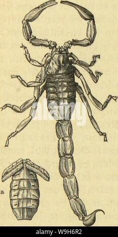 Archiv Bild ab Seite 707 von Kämpfen, Tausendfüssler und Spinnen sterben. Sterben Kämpfen, Tausendfüssler und Spinnen CUbiodiversity Jahr: 1877 1123035 (G3G Gifk Dvbmmg: licbcrflunncn; ahmte gamitie: SForpione. Otiten fetjr bcrfdjicbcn gcftaltctc § iSvuftTöeiit jtoifdjen fiel) aufnehmen, d. h. alte adjt taufen tu je juici Ätaucn nuS. Djeren SBcnn bie in Ben erftcu SMicf lebhaft eine bie ber Ärebfc erinnern, fo unterfdjeiben fic fiel) Bsb) bon biefen mefenttidj babttrd), bafj ber ciufjerc Ringer gegen Ben mit ber £&gt; onb bertoad) jenen Zusatzger&aumlte Burd) ein Lens! Bcrocglid) ift, utdjt luie Bort umgctelj Stockfoto