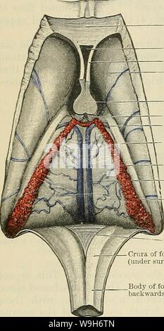 Archiv Bild ab Seite 707 von Cunningham's Lehrbuch der Anatomie (1914). Cunninghams Lehrbuch der Anatomie cunninghamstextb 00 cunn Jahr: 1914 (674 Der NEEVOUS SYSTEM. Genu des Corpus callosum Cavum septi pellucidi Septum pellucidum caudate Kern Spalte von fornix Vena terminalis Chorioid tela des dritten Ventrikels Vena cerebri interna Lj Chorioid Plexus der lateralen Ventrikel ventriculi Quarti, und es ist im Zusammenhang mit diesem Teil der Pia mater, dass die chorioid Plexus der Kavität entwickelt werden. Die tela chorioidea ventriculi Motivteilen (O.T. velum interpositum), ist eine Falte der Pia mater, Stockfoto