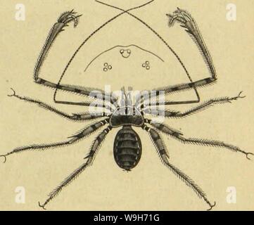 Archiv Bild ab Seite 712 von Kämpfen, Tausendfüssler und Spinnen sterben. Sterben Kämpfen, Tausendfüssler und Spinnen CUbiodiversity Jahr: 1877 1123035 (cfdjmäiijter gabcnffovpioii. Conjotmiflet Jatantclffovtnon. 641-ätjnlid), ift bebeuteub länger unb bünner Al § biefe unb läuft in adjtringetige güfje au §. äh eiförmige ffioJjfBuifitljeü trägt ad) t2 lugen, Bon meldjcu jroei, forbionen toie Bei ben, ben Scheitel, je Brei ben citenranb einnehmen, unb mit nur fdjtuadjer SSinfcfjnüruug fügt Fid) it) ie ber faft ebenfo geftaltete, "roötfringcligc Hinterleib ein, beffen Brei leljte lieber Fid) japf Stockfoto