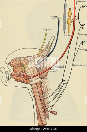 Archiv Bild ab Seite 731 von Cunningham's Lehrbuch der Anatomie (1914) Stockfoto