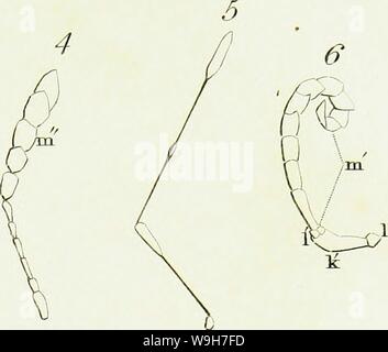 Archiv Bild ab Seite 764 Eine Einführung in die Entomologie, oder. Eine Einführung in die Entomologie, oder, Elemente der natürlichen Geschichte der Insekten: mit Platten CUbiodiversity 5061101-9657 Jahr: 1822 (A-tr-/ Stockfoto