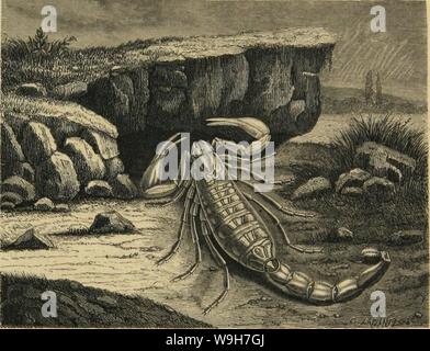 Archiv Bild von Seite 762 des moeurs et Métamorphoses Instinkte des. MeÌtamorphoses mÅurs et Instinkte des Insectes (Insectes, myriapodes, arachnides, 1118075 CUbiodiversity crustaceÌs) Jahr: 1868 (LES ARACHNIDES. 687 La grande Division de l'Ordre des PÃdipalpes est la famille des ScoRPioNiDES, ou les Scorpions. Ces animaux, propres aux Pays chauds, sind un Sujet de terreur pour une infinitÃde gens et ici La crainte est un peu justifiÃe. Les Skorpione, animaux vivipares, ont toujours un corps allongÃ; Des Yeux au Nombre de 6 de Huit, de Dix ou de LE SCORPION nOUSSATllE {Skorpion occila Stockfoto