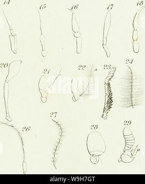 Archiv Bild ab Seite 764 Eine Einführung in die Entomologie, oder. Eine Einführung in die Entomologie, oder, Elemente der natürlichen Geschichte der Insekten: mit Platten CUbiodiversity Jahr: 1822 5061101-9657 (42&L/! 9. Stockfoto