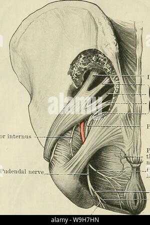 Archiv Bild ab Seite 773 von Cunningham's Lehrbuch der Anatomie (1914). Cunninghams Lehrbuch der Anatomie cunninghamstextb 00 cunn Jahr: 1914 (740 DAS NERVENSYSTEM. Coursing vorwärts durch den vorderen Teil der Symphysis-rektalen Fossa, es fließt zwischen die beiden Schichten der Faszie des Sinus urogenitalis Membran in die Harnröhre. Es liefert muskulös verzweigt in die vorderen Teile der Levator ani und externen Schließmuskel, der Transversus perinei superficialis, und Profundus, symphysis-Cavernosus, Bulbo-Cavernosus (oder schliessmuskel vaginas) und schliessmuskel Harnleiter membranaceas. Es endet wie Th Stockfoto