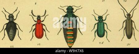 Archiv Bild ab Seite 784 von C G Calwers Käferbuch; Naturgeschichte Stockfoto