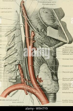 Archiv Bild ab Seite 790 von Cunningham's Lehrbuch der Anatomie (1914) Stockfoto