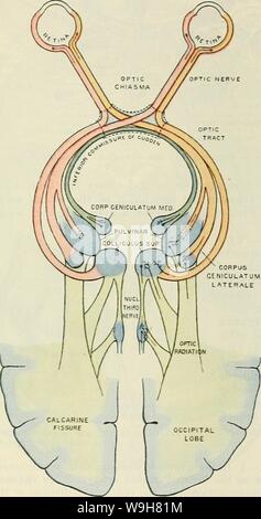 Archiv Bild ab Seite 802 von Cunningham's Lehrbuch der Anatomie (1914) Stockfoto