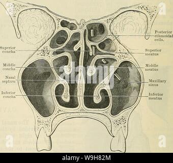 Archiv Bild ab Seite 835 von Cunningham's Lehrbuch der Anatomie (1914). Cunninghams Lehrbuch der Anatomie cunninghamstextb 00 cunn Jahr: 1914 (Crus laterale mehr Cms rnediale, / Alar 'J Knorpel Unterkante der r-Knorpel von Septum Fettgewebe von Ala nasi Abb. 671.- Knorpel der Nase von unten. erweitert, die Vorhalle; dies wird seitlich durch die seitlichen Crus der größeren alar Knorpel begrenzt, und medial vom unteren Teil der Nasenscheidewand; Es ist als eine kleine Aussparung in Richtung der Spitze der Nase verlängert. Teilweise durch eine gebogene Kante unterteilt, das Vestibül ist mit der Haut ausgekleidet und, Stockfoto