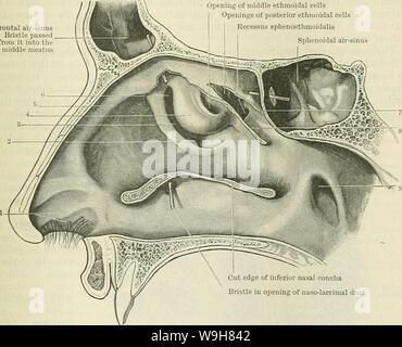 Archiv Bild ab Seite 836 von Cunningham's Lehrbuch der Anatomie (1914) Stockfoto