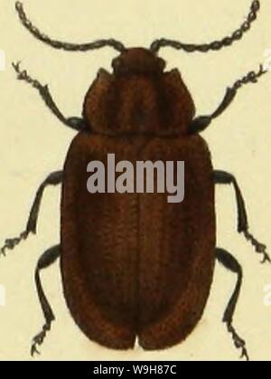 Archiv Bild ab Seite 848 von Kämpfen der Schweiz, sterben Vorzueglichsten Stockfoto