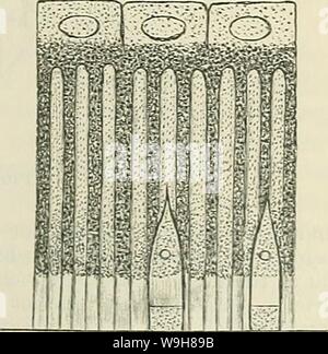 Archiv Bild ab Seite 850 der Cunningham Lehrbuch der Anatomie (1914). Cunninghams Lehrbuch der Anatomie cunninghamstextb 00 cunn Jahr: 1914 (Abb. 690. - Stratum Pigmenti der menschlichen Netzhaut (von der Oberfläche aus gesehen). Abb. 691. - Abschnitt durch die äußeren Schichten der Netzhaut (semi-Diagramm-Matic). Stockfoto