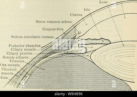 Archiv Bild ab Seite 842 von Cunningham's Lehrbuch der Anatomie (1914). Cunninghams Lehrbuch der Anatomie cunninghamstextb 00 cunn Jahr: 1914 (FIBKOUS TUNIKA DES AUGES. 809 Vorderkammer Sinus venosus Sulcus circulari hinteren Kammer Ciliary muscl Ciliarv Prozess - Abb. 679. Abschnitt eines Teils der Glühlampe des Auges zeigt den Sulcus Cieculaeis Ecke. ist über-95 mm., seiner peripheren Teil, ca. 119 mm. Die vordere Oberfläche ist mit einer geschichteten Epithel, kontinuierlich mit dem, was die con-junctiva abgedeckt; die hinteren Oberfläche in Richtung der An-terior chambe gerichtet Stockfoto