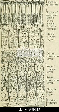 Archiv Bild ab Seite 848 von Cunningham's Lehrbuch der Anatomie (1914) Stockfoto