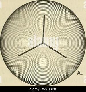 Archiv Bild ab Seite 853 von Cunningham's Lehrbuch der Anatomie (1914) Stockfoto