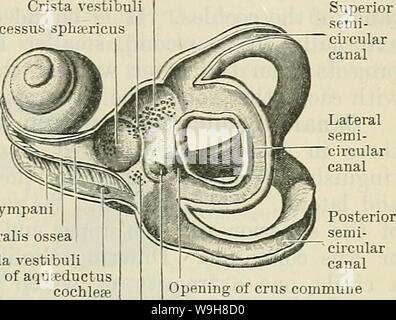 Archiv Bild ab Seite 876 der Cunningham Lehrbuch der Anatomie (1914) Stockfoto