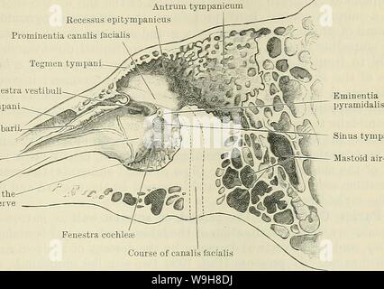 Archiv Bild ab Seite 866 von Cunningham's Lehrbuch der Anatomie (1914). Cunninghams Lehrbuch der Anatomie cunninghamstextb 00 cunn Jahr: 1914 (MEMBRANA KAVITÄT ODER NAHEN EAE. 833 Der steigbügel, umgeben von seinen ligamentum Anulare. (3) eine Erhebung, die pro-minentia Canalis facialis, die oberhalb der fenestra vestibuli befindet, in der recessus epityrnpanicus; diese Höhe gibt die Position der oberen Teil des canalis facialis (O.T. Aquädukt von fallopius), in der das Facialis und Recessus epitympanicu Prominentia canalis facialis Tegmen tynipa Fenestra vestibuli Se Stockfoto