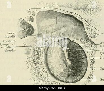 Archiv Bild ab Seite 866 von Cunningham's Lehrbuch der Anatomie (1914) Stockfoto