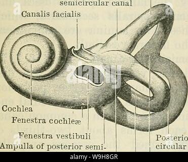 Archiv Bild ab Seite 876 der Cunningham Lehrbuch der Anatomie (1914) Stockfoto