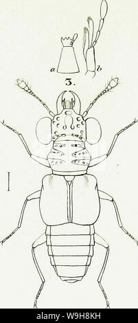 Archiv Bild ab Seite 968 der Gattungen und Arten staphylinorum Insectorum Stockfoto