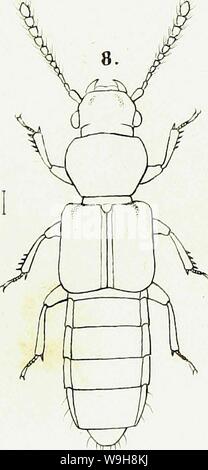 Archiv Bild ab Seite 968 der Gattungen und Arten staphylinorum Insectorum Stockfoto