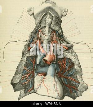 Archiv Bild ab Seite 916 von Cunningham's Lehrbuch der Anatomie (1914). Cunninghams Lehrbuch der Anatomie cunninghamstextb 00 cunn Jahr: 1914 (die PULMOXAEY AETEEY. 883 Der lunge Es gibt zahlreiche Branchen, in denen entsprechen und der dorsalen und ventralen begleiten, und Zubehör Zweige der rechten bronchus. Der linke Ast der Lungenarterie, kürzere, kleiner und leicht höher ist als die Rechte, Pässe lateral und Posterior vom bifurca-Abb. 757. - Die pulmonale Arterien und Venen und deren Beziehungen in einem Formalin gehärtete Vorbereitung. Die Aorta ascendens und p Stockfoto