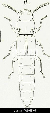 Archiv Bild ab Seite 968 der Gattungen und Arten staphylinorum Insectorum Stockfoto