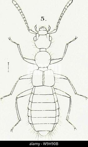 Archiv Bild ab Seite 968 der Gattungen und Arten staphylinorum Insectorum Stockfoto