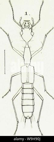 Archiv Bild ab Seite 968 der Gattungen und Arten staphylinorum Insectorum Stockfoto