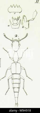 Archiv Bild ab Seite 968 der Gattungen und Arten staphylinorum Insectorum Stockfoto