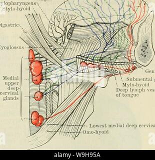 Archiv Bild von Seite 1038 von Cunningham's Lehrbuch der Anatomie (1914). Cunninghams Lehrbuch der Anatomie cunninghamstextb 00 cunn Jahr: 1914 (die LYMPHGEFÄSSE VON KOPF UND HALS. 1005 Hyoglossu Geniohyoid ubmental Drüsen medial-zervikalen Drüse Abb. 803. âDiagram der Seitenansicht Die Lymphgefässe der geändert.) Herkunft und die Kündigung der Zunge. (Nach Poirier, in der submaxillary Drüsen, aber in einigen Fällen ein oder mehrere Schiffe dieser Gruppe an den oberen oberflächliche zervikalen Lymphknoten. Die Lymphgefässe der nasalen Muco-periost. âThe Schiffe aus dem vorderen Teil des nasalen muco-Pro Stockfoto