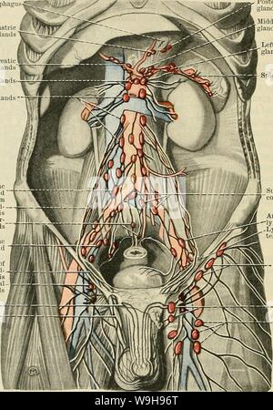 Archiv Bild von Seite 1055 von Cunningham's Lehrbuch der Anatomie (1914). Cunninghams Lehrbuch der Anatomie cunninghamstextb 00 cunn Jahr: 1914 (1022 Das GEFÄSSSYSTEM. iliaca Drüsen, (2) efferents vom Sub-aortale Drüsen, (3) efferents aus dem sakralen Drüsen, (4) Einige efferents Vom hypogastric Drüsen, (5) efferents aus der A. mesenterica inferior Drüsen, (6) die Lymphgefäße aus den Hoden und Nebenhoden und ihre Bodenbeläge in das Männliche, und von den Eierstöcken, der Gebärmutter Rohre, und im oberen Teil der Gebärmutter in den weiblichen, (7) Lymphgefäße aus der (Ösophagus hinteren linken g Stockfoto