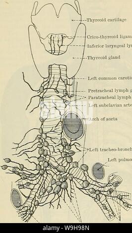 Archiv Bild von Seite 1045 von Cunningham's Lehrbuch der Anatomie (1914). Cunninghams Lehrbuch der Anatomie cunninghamstextb 00 cunn Jahr: 1914 (1012 Das GEFÄSSSYSTEM. ÂThyreoid Knorpel Crico - thyreoid Ligament - minderwertige laryngeal Lymphgefäße - thyreoid Drüse - Links A. carotis communis-II Pretracheal lymph Gland â¢ - - - Paratracheales Lymphknoten Links A. subclavia-? Links tracheo-Bronchialen Drüsen linken Pulmonalarterie (4) Lymphoglandulse Eparteriales Posteriores. âThe hintere mediastinale Lymphknoten, 8-12, liegen entlang der absteigenden Teil der thorakalen Aorta und der thorax PA Stockfoto