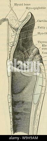 Archiv Bild von Seite 1103 von Cunningham's Lehrbuch der Anatomie (1914) Stockfoto