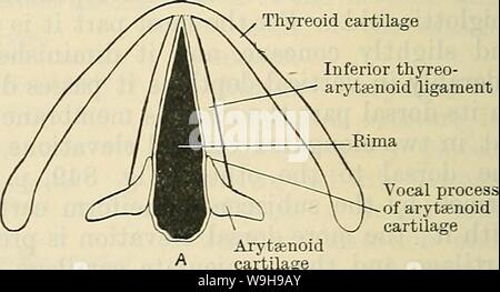 Archiv Bild von Seite 1103 von Cunningham's Lehrbuch der Anatomie (1914). Cunninghams Lehrbuch der Anatomie cunninghamstextb 00 cunn Jahr: 1914 (Untere thyreo-arytfenoid Ligament Stockfoto