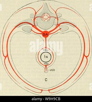 Archiv Bild von Seite 1078 von Cunningham's Lehrbuch der Anatomie (1914) Stockfoto